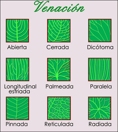 Clasificacion y tipos de hojas de plantas